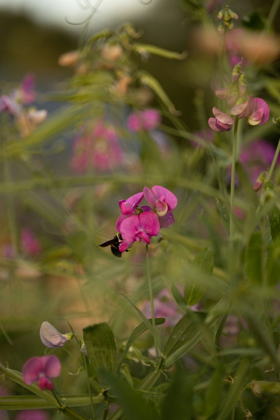 Un'ape impollina un grappolo di fiori di fucsia.